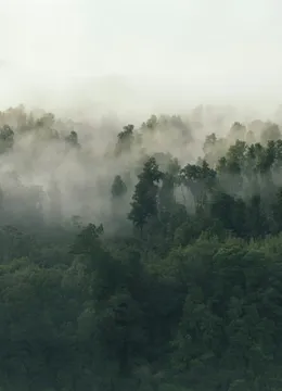 Pinewood: Pines in morning fog, a peak above them.